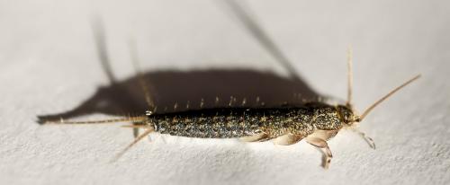 Réf. 190 687 : Ctenolepisma lineata
